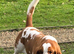 Proven Red & White Basset Hound Stud