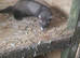 Ferrets kits