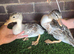 Mini Silver Appleyard ducklings