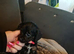 Girl yorkipoo