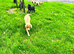 Gorgeous Lab puppies ready to go now