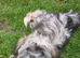Beaytiful lucy shihtzu
