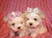 ***Exquisite Micro Tiny Teacup KC Registered Maltese Puppies***