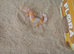 Leopard gecko and Viv