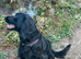 Cocker spaniel