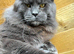 Gorgeous Maine coon kittens