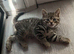2 tabby sisters for sale
