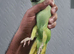 Indian Ringneck parrot