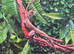 Young Chinese water dragon.
