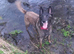 Belgian malinois x Dutch herder