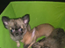 Quality KC Registered puppies