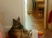 4 year old German shepherd girl