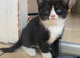Adorable Tuxedos Kittens
