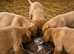 Labrador puppies from working lines