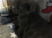 Only 3 kittens available