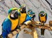 Stunning Baby HandReared Super Tame Cuddly Blue & gold Macaw Parrot, 30