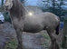 Palomino Pearl Colt Foal