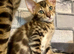 Beautiful Bengal Babies