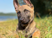 Belgian Malinois