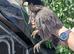 2 x bantam punnets