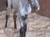 Stunning colt