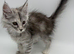 12 week old Maine coon kittens for sale