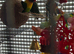 Pair of  love birds