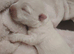 West highland terrier puppies boy