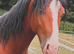Flashiest future riding/breeding stallion around!