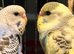 budgies available 9 weeks old