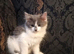 Norwegian Forest Cat x Russian Blue Kittens
