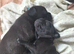 Frenchie cross puppies