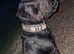 Beautiful Rottweiler pups for sale