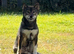 Shiba inu