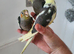 3 beautiful hand reared cockateils.