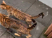 Male Bengal Stud (not for sale)