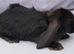 Cute French x Mini Lop Males Ready to Go. Must Read Pls!