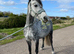 Kind, Loving Companion Home Wanted for Special Welsh B Mare