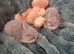 2 adorable Netherland Dwarf Blue otter sisters