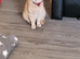 2 year old female