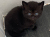 British Shorthair Kittens