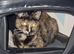 Lilly-May tortoishell cat