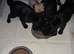 Pug puppies