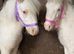 *2 Beautiful Unicorns For Sale*