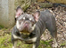 Nova 4 year old Frenchie