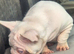 Frenchi puppy for sale