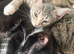 Beautiful Bengal cross kittens