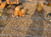 Buff Orpington Hens - Last Years Chicks