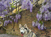Siberian Husky available for stud only