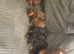 Miniature dachshund puppies